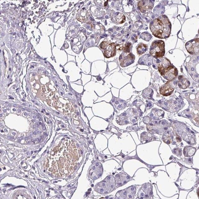 Anti-C11orf91 antibody produced in rabbit