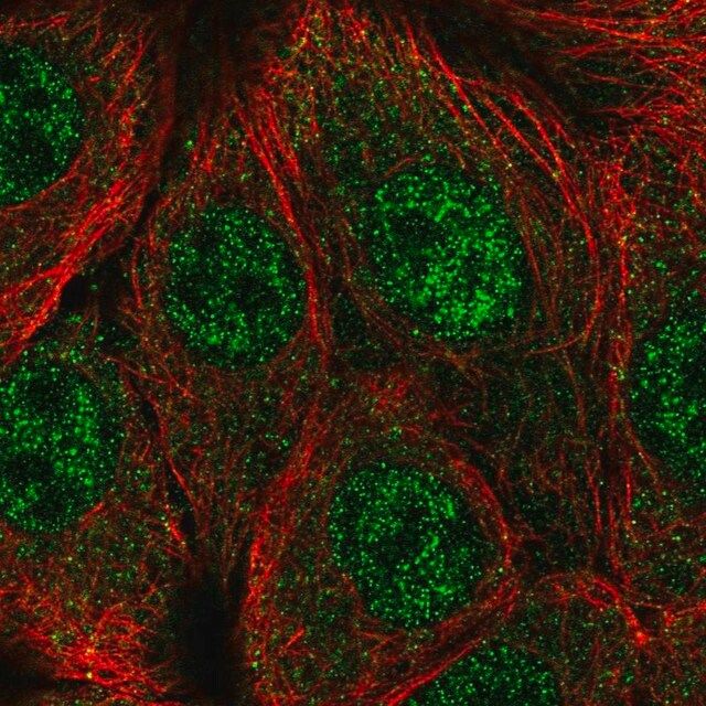 Anti-CPSF1 antibody produced in rabbit