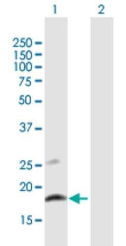 Anti-CLEC2B antibody produced in mouse