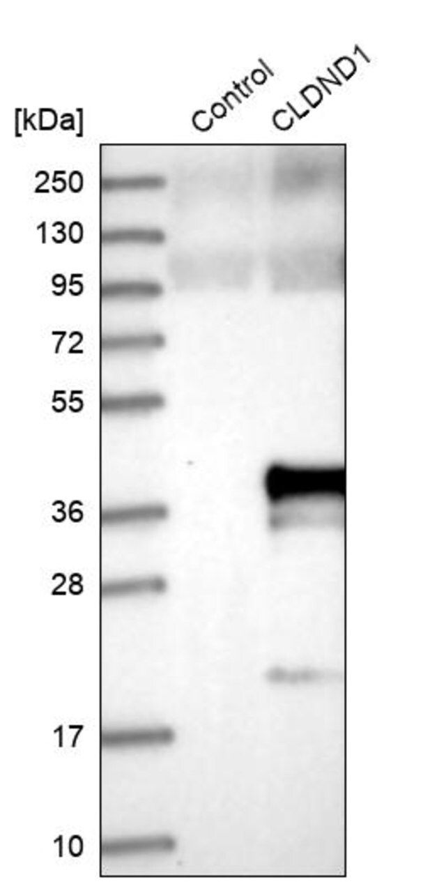 Anti-CLDND1 antibody produced in rabbit