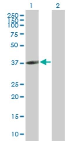 Anti-CLEC10A antibody produced in mouse