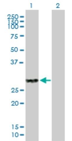 Anti-CLEC4A antibody produced in mouse