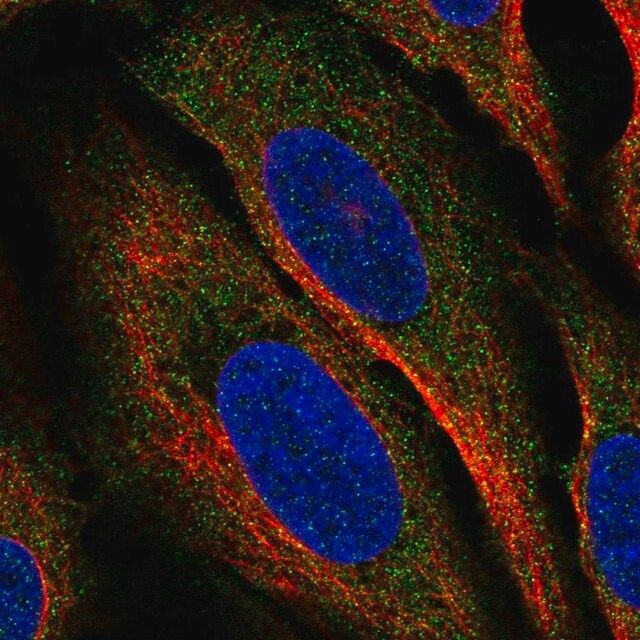 Anti-CLEC2A antibody produced in rabbit
