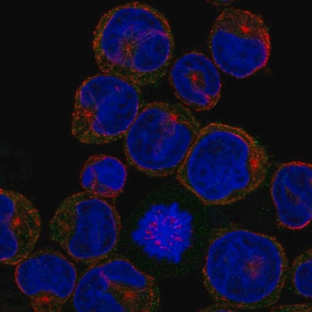 Anti-CLEC5A antibody produced in rabbit