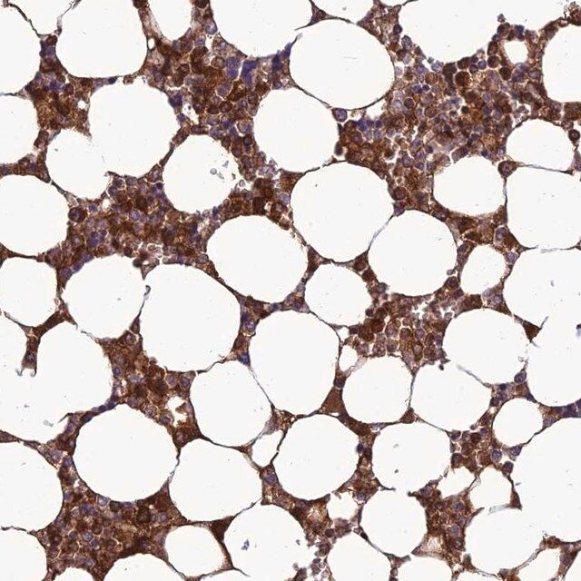 Anti-CLEC11A antibody produced in rabbit