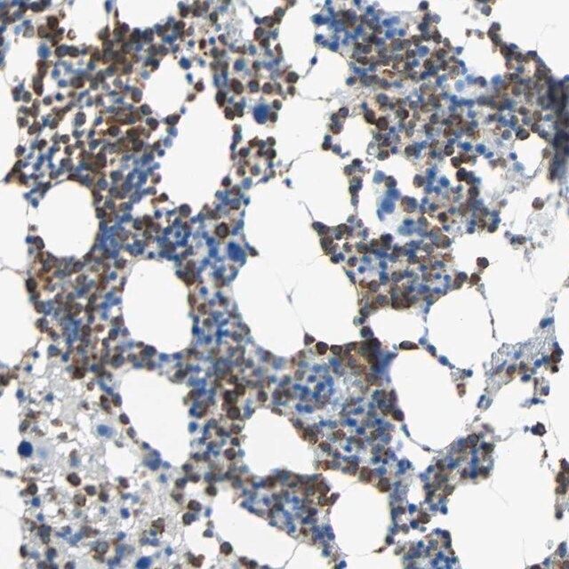 Anti-CLEC4A antibody produced in rabbit