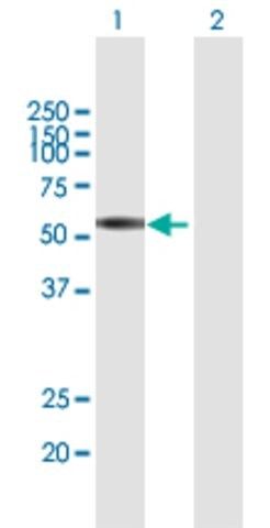 Anti-CLK3 antibody produced in mouse