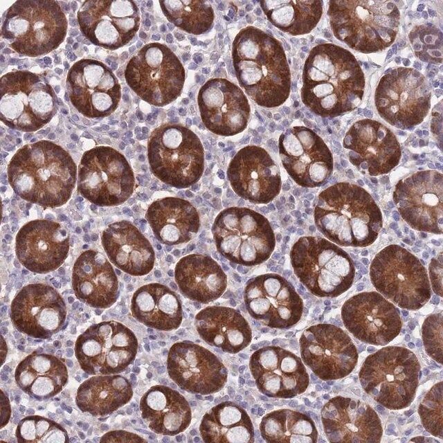 Anti-CLNS1A antibody produced in rabbit
