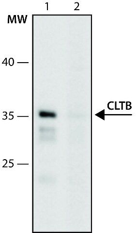 Anti-CLTB (146-160) antibody produced in rabbit
