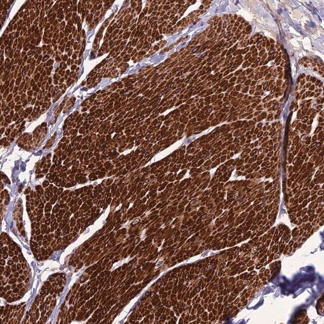 Anti-CLUH antibody produced in rabbit