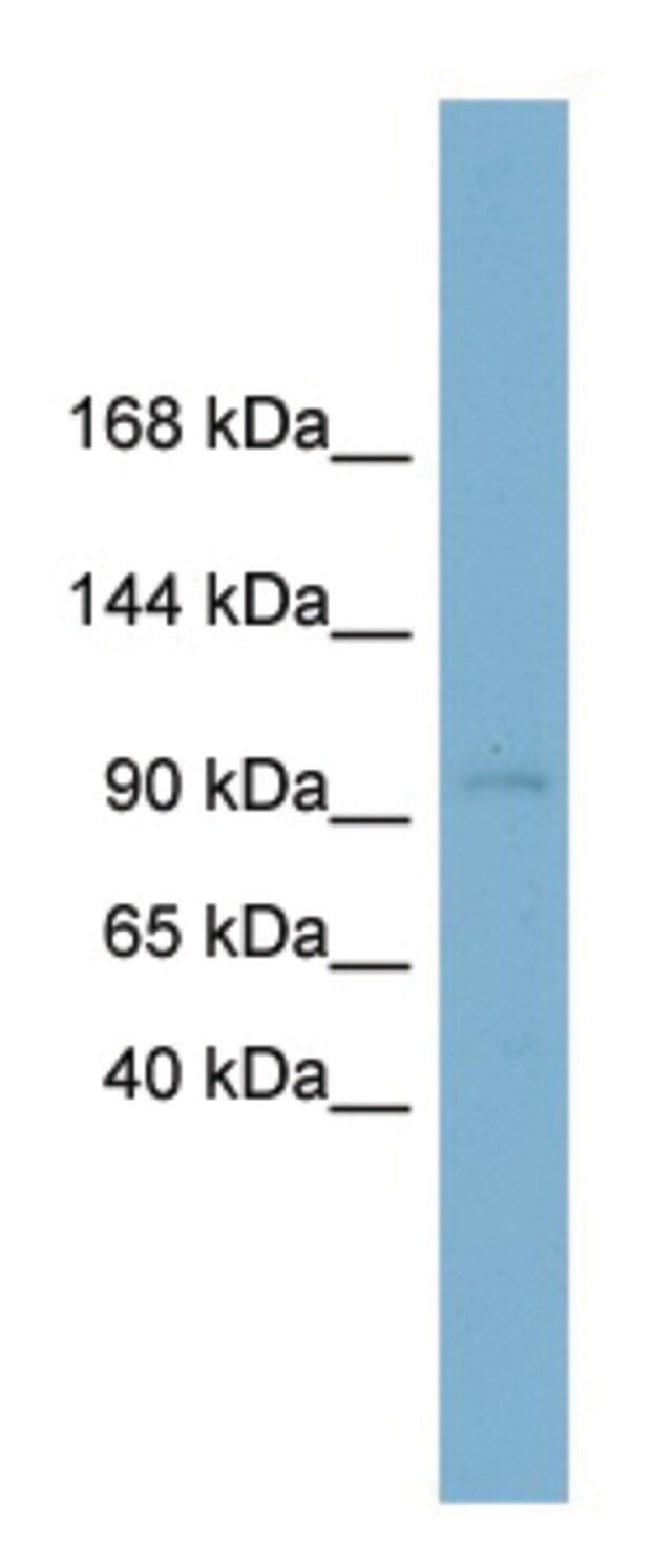 Anti-CLSTN1 (N-terminal) antibody produced in rabbit