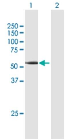 Anti-CCNA1 antibody produced in mouse