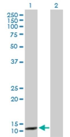 Anti-CCNB3 antibody produced in rabbit