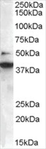 Anti-BIF-1/SH3GLB1 antibody produced in goat