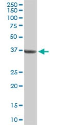 Anti-BMP2 antibody produced in rabbit
