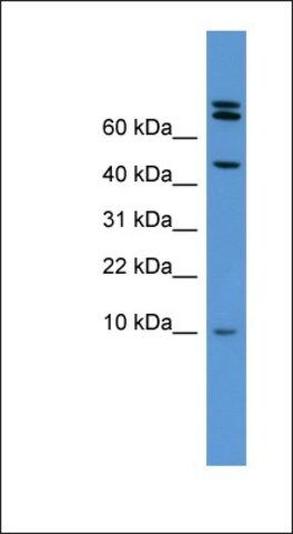 Anti-BMP2 antibody produced in rabbit
