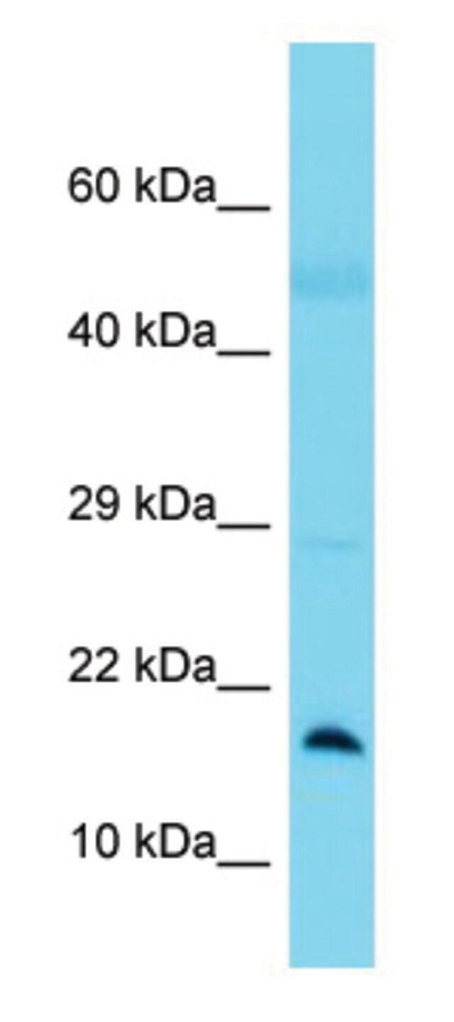 Anti-BLOC1S1 (N-terminal) antibody produced in rabbit