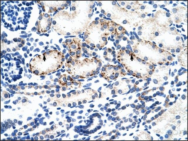 Anti-BMP7 antibody produced in rabbit