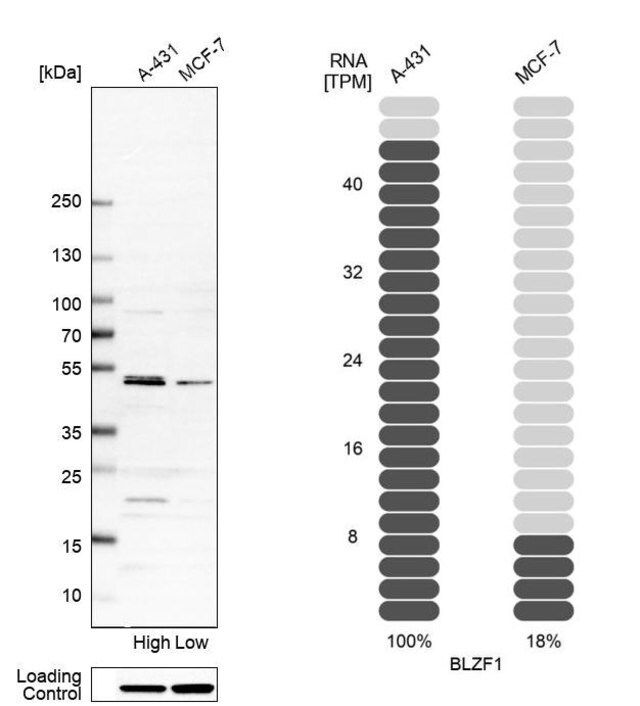 Anti-BLZF1 antibody produced in rabbit