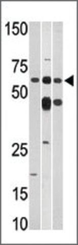 Anti-BMS1L (C-term) antibody produced in rabbit