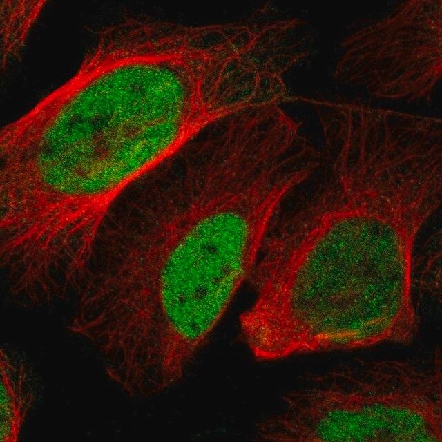 Anti-BOC antibody produced in rabbit