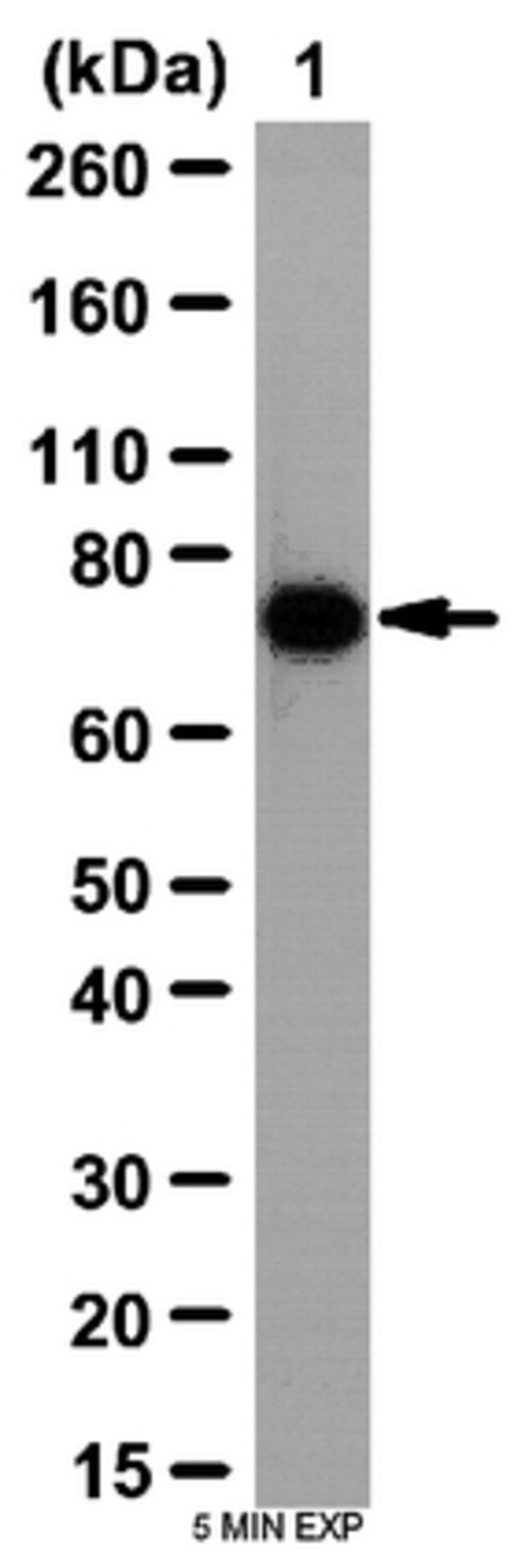 Anti-BMPR-1A Antibody
