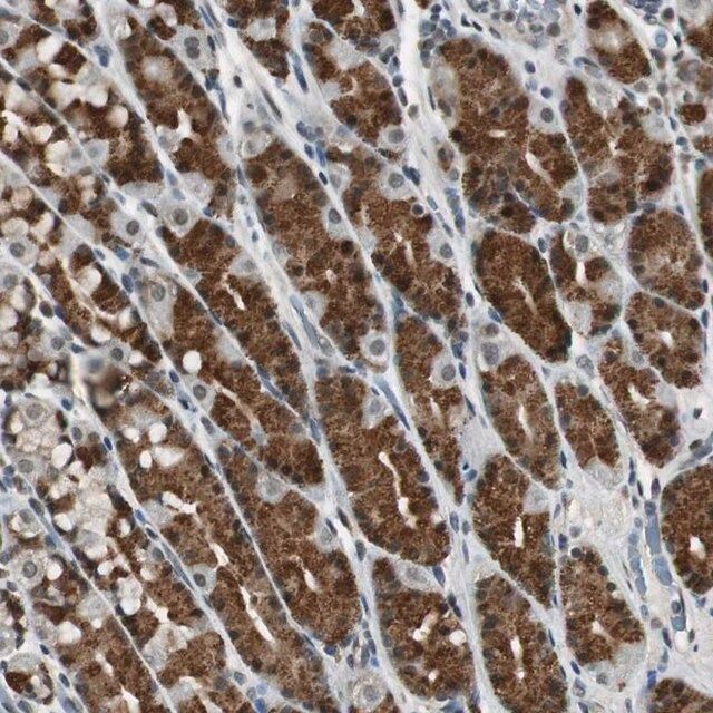 Anti-BOLA1 antibody produced in rabbit