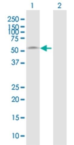 Anti-BMP10 antibody produced in mouse