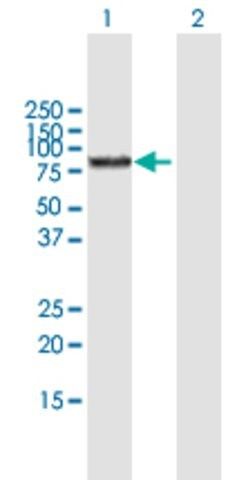 Anti-BMP1 antibody produced in mouse