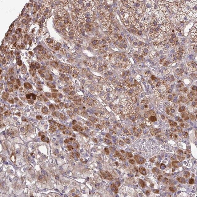 Anti-B4GALT6 antibody produced in rabbit