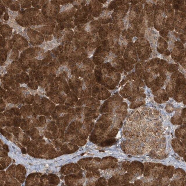 Anti-ATG4A antibody produced in rabbit