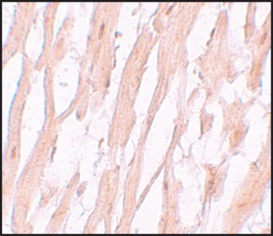 Anti-ATG9A antibody produced in rabbit