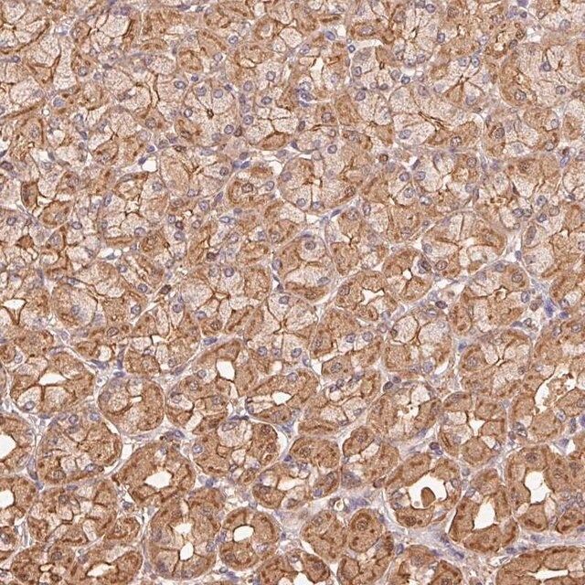 Anti-ATG10 antibody produced in rabbit