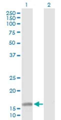 Anti-ATOH7 antibody produced in rabbit
