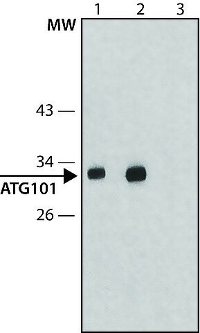 Anti-ATG101 antibody produced in rabbit