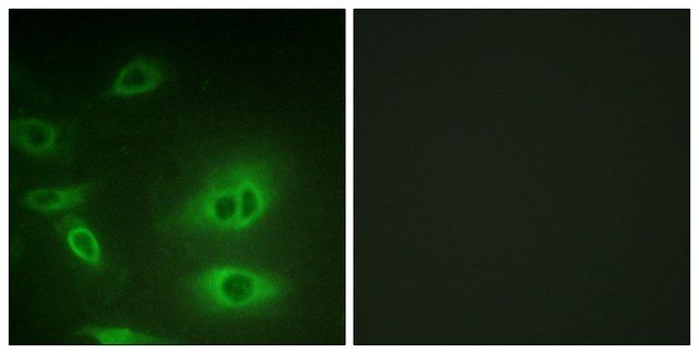 Anti-ATP1 α antibody produced in rabbit