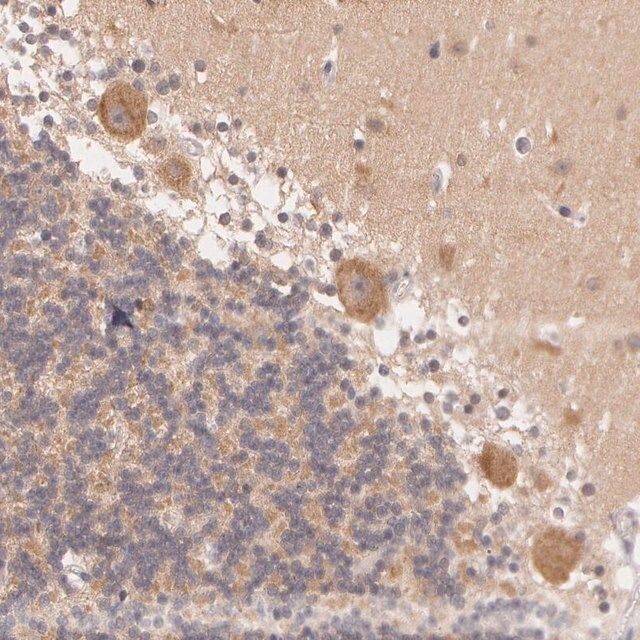 Anti-ATG2B antibody produced in rabbit