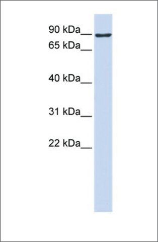 Anti-ATMIN antibody produced in rabbit