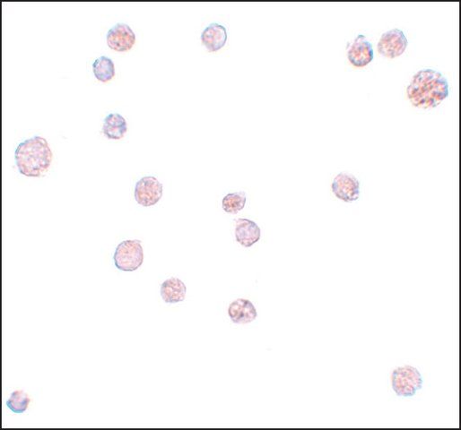 Anti-ATP11A antibody produced in rabbit