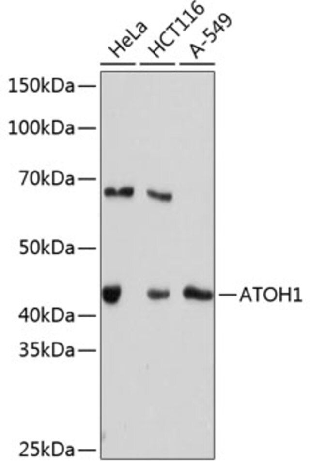 Anti-ATOH1 antibody produced in rabbit