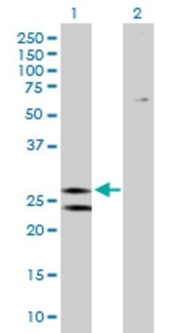 Anti-ATP5F1 antibody produced in mouse