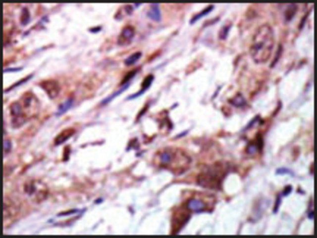 Anti-AURKC (C-term K255) antibody produced in rabbit