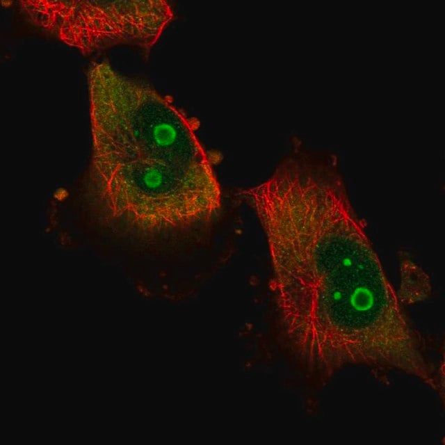 Anti-ATXN7L2 antibody produced in rabbit