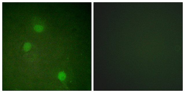 Anti-AURB antibody produced in rabbit