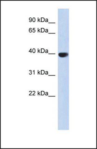 Anti-AURKC antibody produced in rabbit