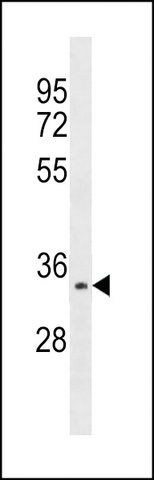 ANTI-AURORA-C (N-TERM G11) antibody produced in rabbit