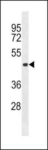 ANTI-AURORA-C (CENTER) antibody produced in rabbit