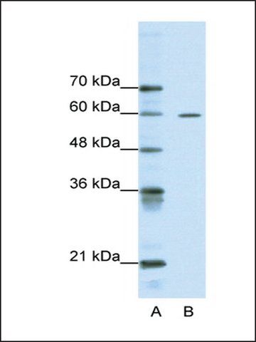 Anti-ARID3A antibody produced in rabbit
