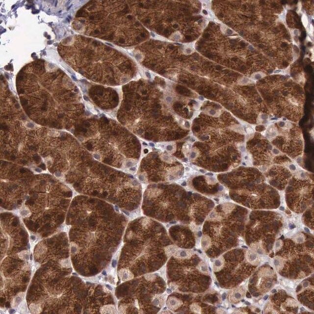 Anti-ARMCX3 antibody produced in rabbit