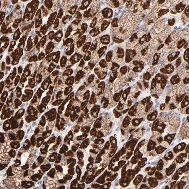 Anti-ASB3 antibody produced in rabbit
